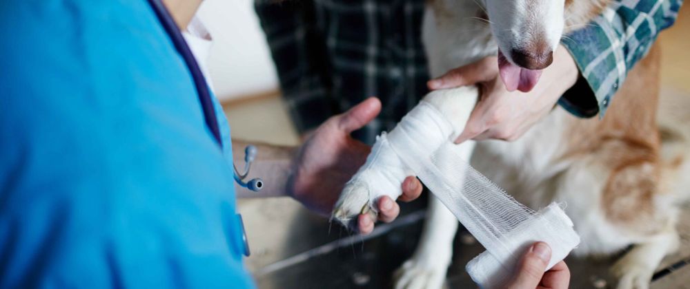 Cover image for The Role of an Emergency Veterinarian Service in Pet Toxicity Treatment