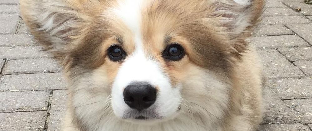 Cover image for The Allure of Long-Haired Tri Color Corgis