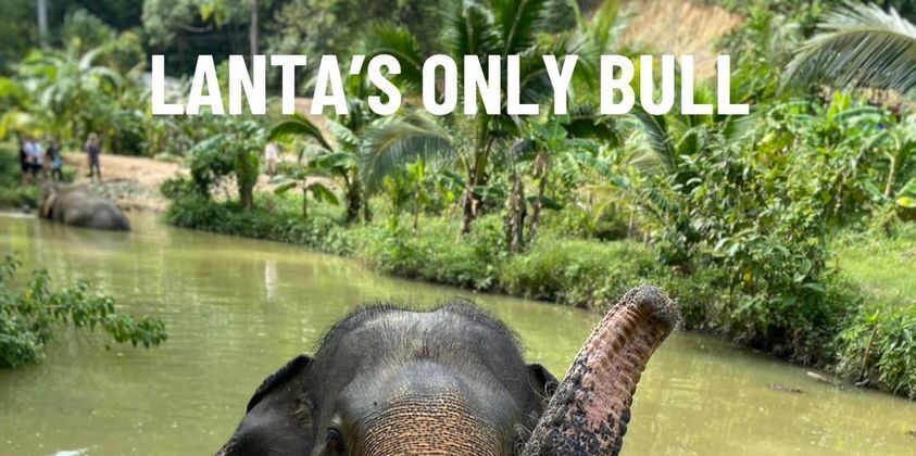 Cover image for Lanta Elephant Sanctuary