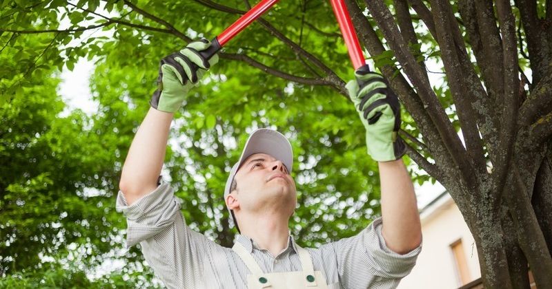 Cover image for Expert Tree Care Solutions for a Healthier, Safer Landscape