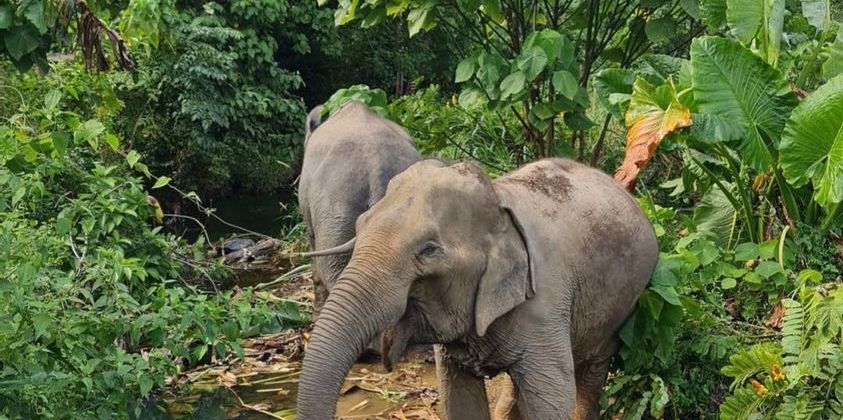 Cover image for Best Elephant Tour in Krabi