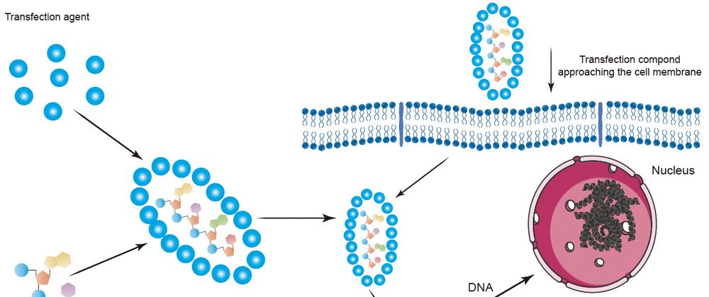 Cover image for Aptamers for Targeted Delivery and Research Applications