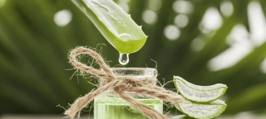 Cover image for Aloe Vera Juice Market - Supply Chain Challenges and Future Strategies to 2033